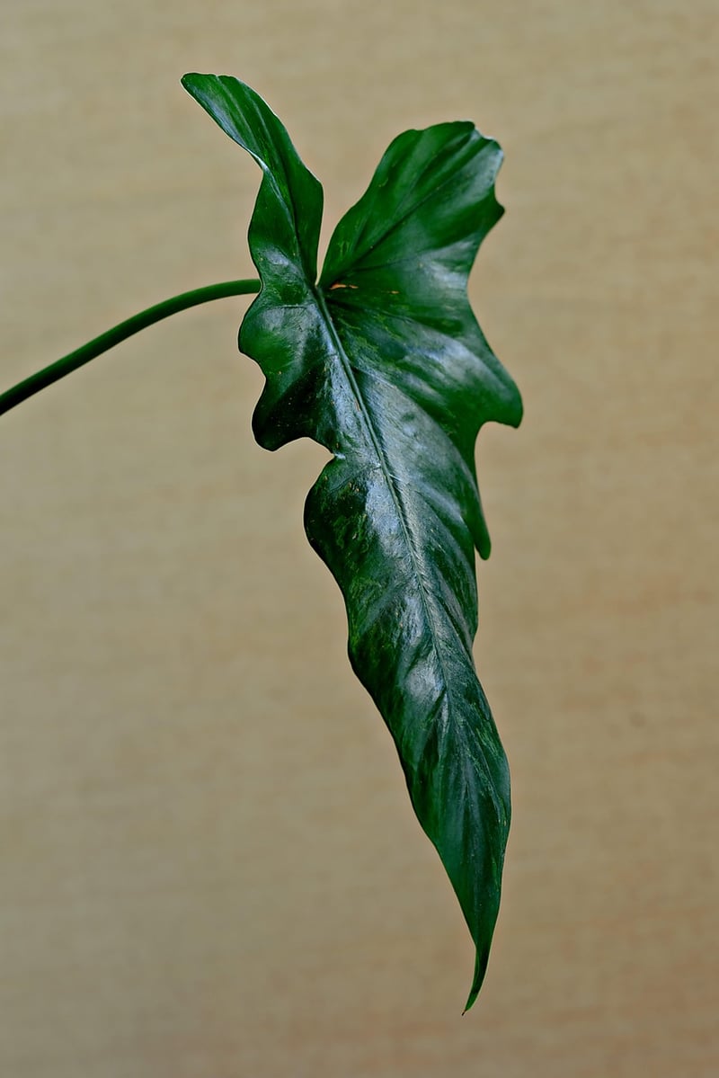 Indoor Plant Stands